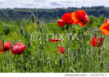 Papaver rhoeas or common poppy, red poppy is an annual herbaceous flowering plant in the poppy family, Papaveraceae, with red petals Papaver rhoeas or common poppy, red poppy is an annual herbaceous flowering plant in the poppy family, Papaveraceae, with red petals 123357317