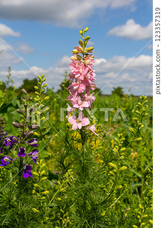 Pink and purple Delphinium Larkspur flowering plant in flower field, the Ranunculaceae family Pink and purple Delphinium Larkspur flowering plant in flower field, the Ranunculaceae family 123357319