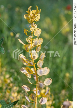 In nature, Thlaspi arvense grows among wild grasses In nature, Thlaspi arvense grows among wild grasses 123357320