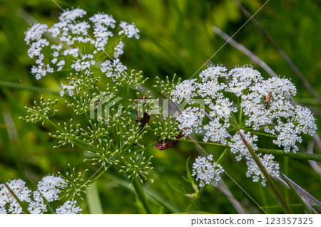 white inflorescence and green leaves of Aethusa cynapium plant white inflorescence and green leaves of Aethusa cynapium plant 123357325