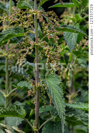 Urtica dioica or stinging nettle, in the garden. Stinging nettle, a medicinal plant that is used as a bleeding, diuretic, antipyretic, wound healing, antirheumatic agent 123357329