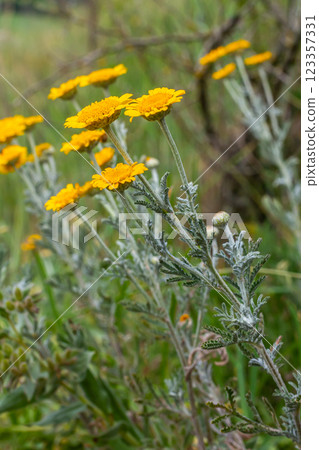 Feathery foliage and yellow flowers of Cota tinctoria Kelwayi in June Feathery foliage and yellow flowers of Cota tinctoria Kelwayi in June 123357331