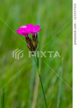 Dianthus carthusianorum, commonly known as Carthusian pink, is a species of the Caryophyllacea family - a wild flower of Europe Dianthus carthusianorum, commonly known as Carthusian pink, is a species of the Caryophyllacea family - a wild flower of Europe 123357333