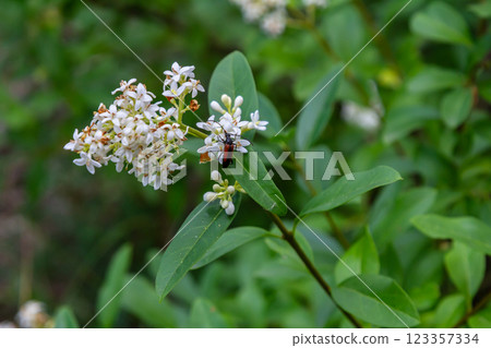 The blossoming bush a privet ordinary Ligustrum vulgare The blossoming bush a privet ordinary Ligustrum vulgare 123357334