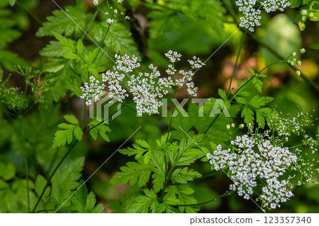 Chaerophyllum hirsutum roseum - pink umbels of hairy chervil 123357340