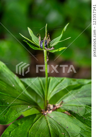 Very poisonous plant Raven's eye four-leaf Paris quadrifolia also known, berry or True Lovers Knot growing in the wild in a forest 123357341