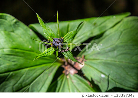 Very poisonous plant Raven's eye four-leaf Paris quadrifolia also known, berry or True Lovers Knot growing in the wild in a forest 123357342