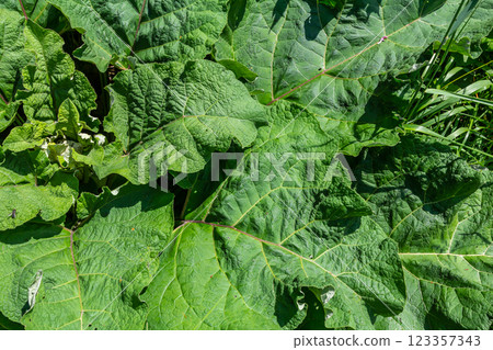 Arctium lappa - Young burdock leaves in an early summer Arctium lappa - Young burdock leaves in an early summer 123357343