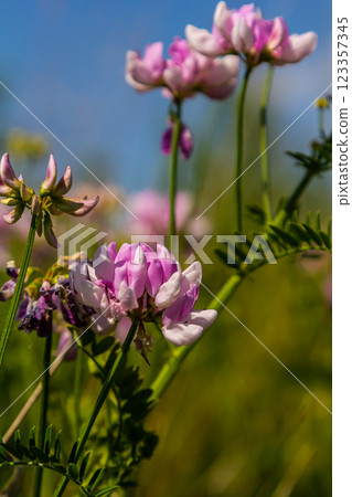 the flowers of Securigera varia - crownvetch, purple crown vetch the flowers of Securigera varia - crownvetch, purple crown vetch 123357345