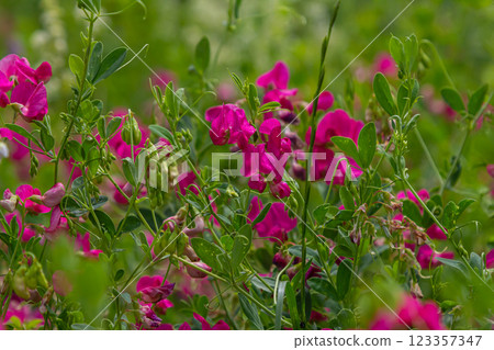 Vicia sativa flowers are blooming in the field Vicia sativa flowers are blooming in the field 123357347