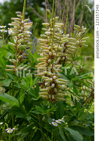 Lupinus polyphyllus. Large leaved lupine seed pods in garden Lupinus polyphyllus. Large leaved lupine seed pods in garden 123357348