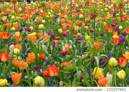 Multicolored tulip background in a park in Holland 123357841