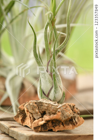 Green tillandsia air plants into the wood Green tillandsia air plants into the wood 123357849