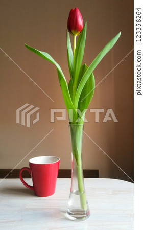beautiful red tulip in a glass vase on the table 123358264