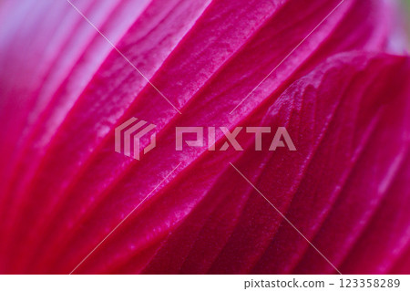 close-up of beautiful pink hibiscus flower from back side 123358289