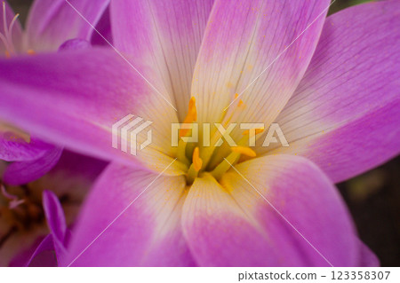 close-up of a beautiful Colchicum flower in the garden close-up of a beautiful Colchicum flower in the garden 123358307
