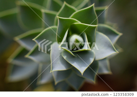 close-up Succulent flower in a pot in a greenhouse close-up Succulent flower in a pot in a greenhouse 123358309