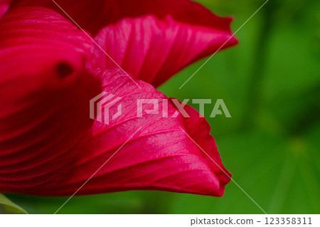 close-up of a beautiful Hibiscus flower in the garden close-up of a beautiful Hibiscus flower in the garden 123358311