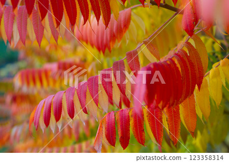 close up of beautiful red leaves of Rhus typhina tree close up of beautiful red leaves of Rhus typhina tree 123358314
