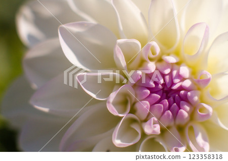 close up of a beautiful Dahlias flower in the garden close up of a beautiful Dahlias flower in the garden 123358318