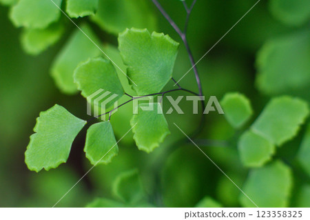 close-up of the texture of a leaf of the Adiantum raddianum plant close-up of the texture of a leaf of the Adiantum raddianum plant 123358325