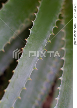 close-up of the texture of the prickly leaf of the Aloe plant close-up of the texture of the prickly leaf of the Aloe plant 123358326