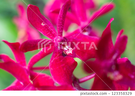 close up of beautiful Mokara flowers in the garden 123358329