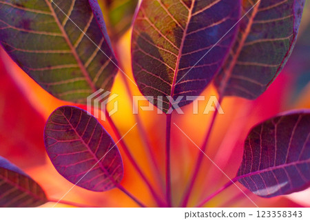 close up of red leaves of scumpia tree close up of red leaves of scumpia tree 123358343