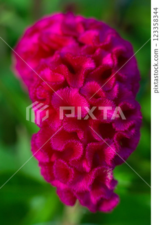 close up of a beautiful Celosia flower in the garden close up of a beautiful Celosia flower in the garden 123358344