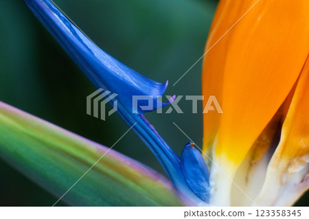 close-up of a beautiful flowerStrelitzia royal in the garden close-up of a beautiful flowerStrelitzia royal in the garden 123358345