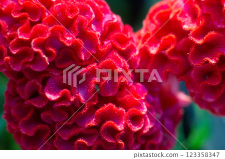close up of a beautiful Celosia flower in the garden 123358347