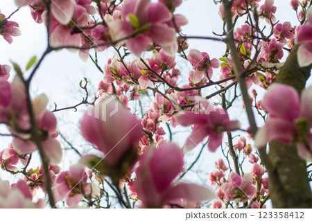 close up of beautiful pink magnolia flowers in the garden close up of beautiful pink magnolia flowers in the garden 123358412