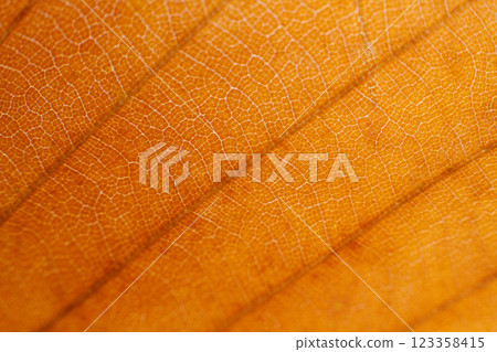 close-up texture and fibers, veins on a leaf 123358415