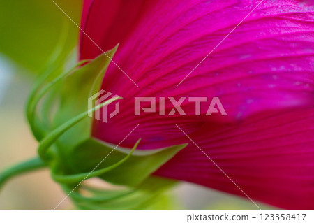 close-up of beautiful pink hibiscus flower from back side 123358417