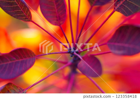 close up of red leaves of scumpia tree close up of red leaves of scumpia tree 123358418