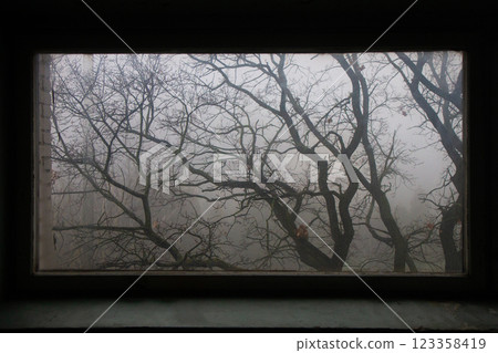eerie silhouette of a tree outside the window in the fog 123358419