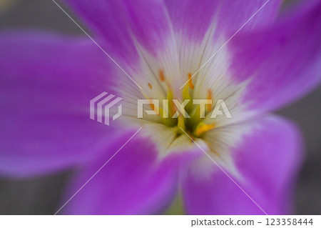 close-up of a beautiful Colchicum flower in the garden 123358444