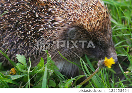 close-up of prickly hedgehog in green grass 123358464