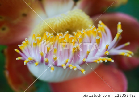 close-up of a beautiful Shorea robusta flower in the garden close-up of a beautiful Shorea robusta flower in the garden 123358482
