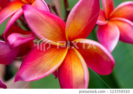 close-up of a beautiful Plumeria Flower in the garden 123358583