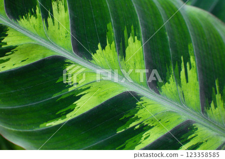 close-up of the leaves of the Calathea plant in the garden 123358585