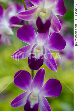 close-up of beautiful Dendrobium two-humped flowers in the garden 123358587