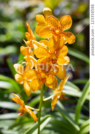 close up of beautiful Mokara flowers in the garden 123358588