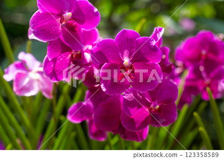close up of beautiful Vanda flowers in the garden 123358589