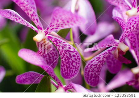 close up of beautiful Vanda flowers in the garden 123358591