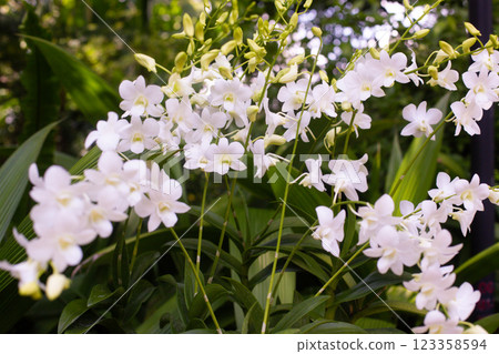 close up of beautiful flowers of Dendrobium Shavin White in the garden close up of beautiful flowers of Dendrobium Shavin White in the garden 123358594