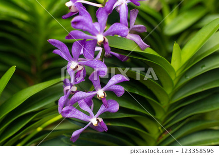 close up of beautiful Vanda flowers in the garden close up of beautiful Vanda flowers in the garden 123358596