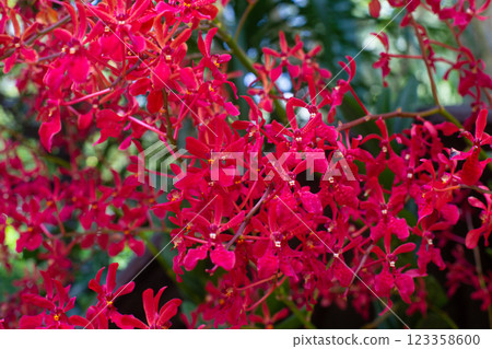 close up of beautiful Renanthera flowers in the garden 123358600