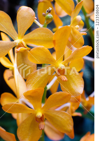 close up of beautiful Mokara flowers in the garden 123358604