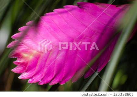 close-up of the pink flower of the Tillandsia cyanea plant close-up of the pink flower of the Tillandsia cyanea plant 123358605